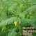 田箐种子果园绿肥牧草籽耐盐碱耐贫瘠四季牧草固氮碱青涝豆草