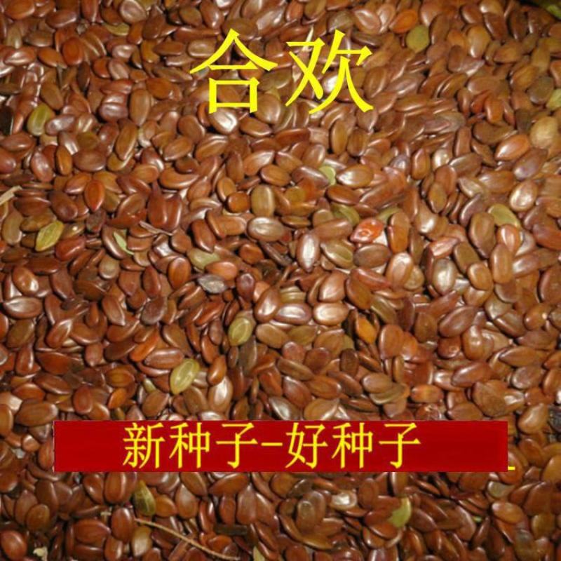 合欢种子红花合欢树种子银合欢种子金合欢种子欢迎老板来电