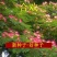 合欢种子红花合欢树种子银合欢种子金合欢种子欢迎老板来电