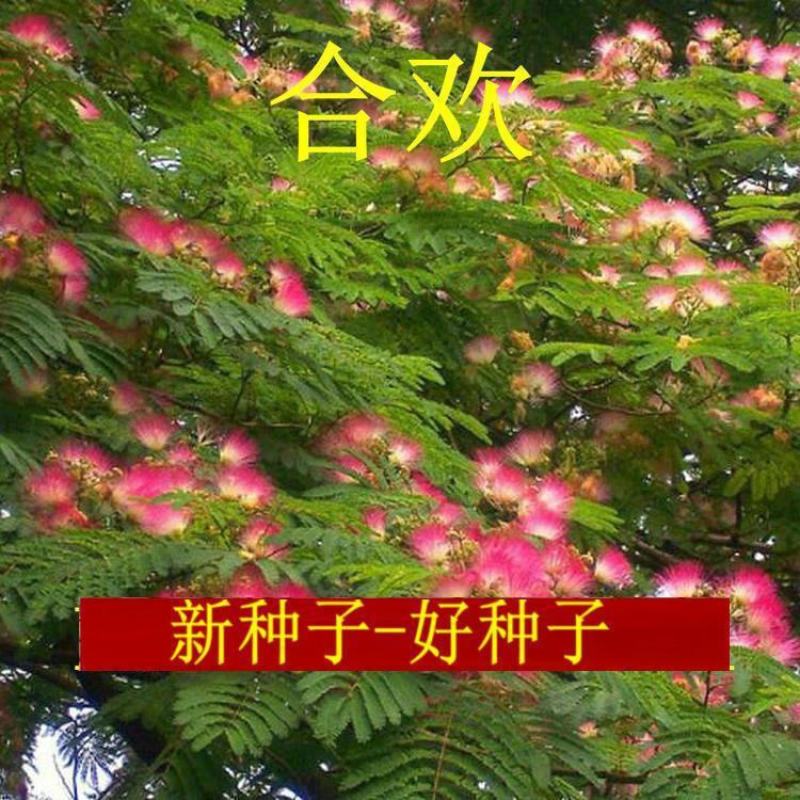 合欢种子红花合欢树种子银合欢种子金合欢种子欢迎老板来电