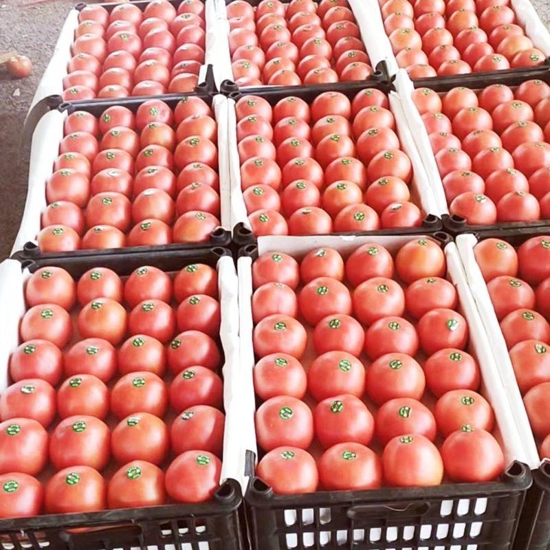 河北精品硬粉西红柿，圆，亮，诚信代发：超市，市场，电商。