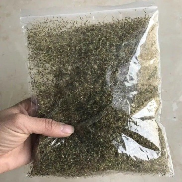 菊花种子甜叶菊种子香草种子可泡茶阳台花种子欢迎老板来电
