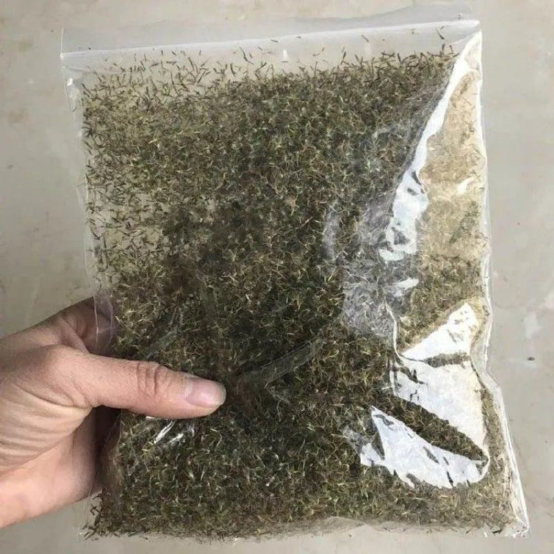 菊花种子甜叶菊种子香草种子可泡茶阳台花种子欢迎老板来电