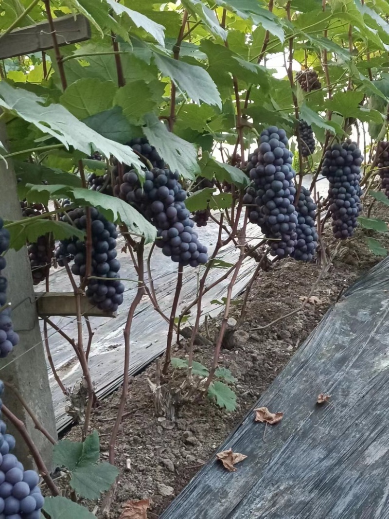 山东青岛莱西市夏黑葡萄大量现货欢迎光临惠顾合作🤝🤝