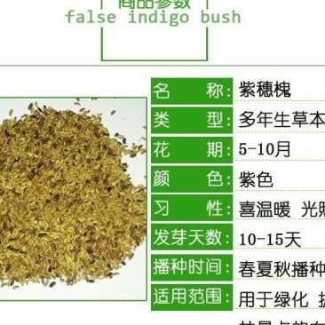 紫穗槐种子护坡工程灌木种子出芽率高品质保证欢迎老板来电