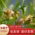 车桑子灌木种子坡柳边坡绿化矿山恢复护坡草籽高速公路边坡防