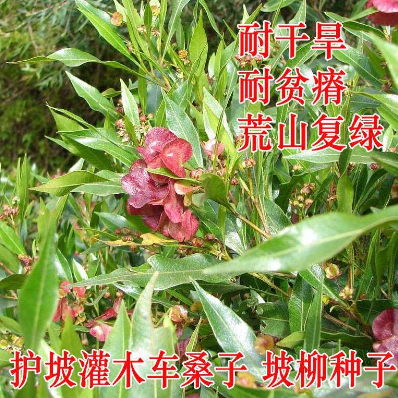 车桑子灌木种子坡柳边坡绿化矿山恢复护坡草籽高速公路边坡防