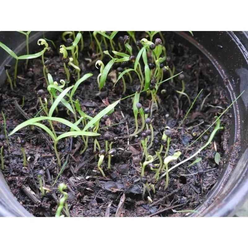 车桑子灌木种子坡柳边坡绿化矿山恢复护坡草籽高速公路边坡防