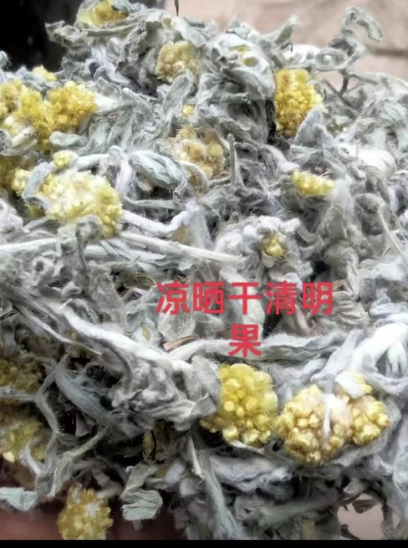 鼠曲草清明果自然晒干