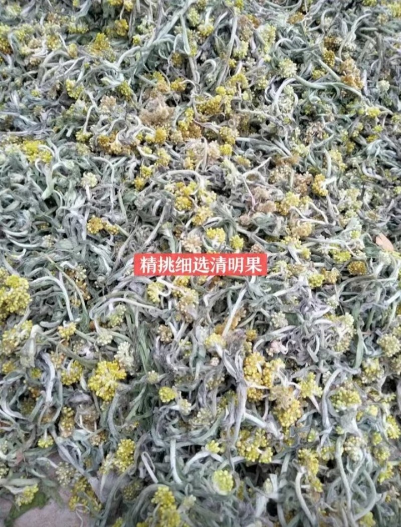 鼠曲草清明果自然晒干