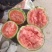 精品小糖丸，2K，早春红玉