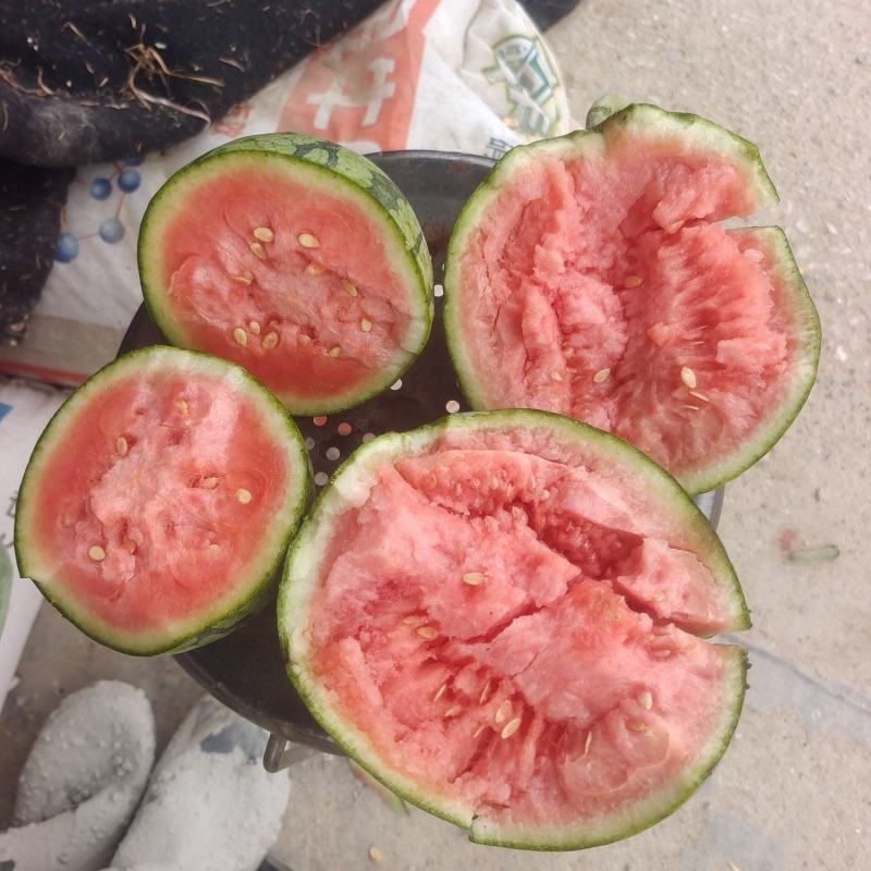 精品小糖丸，2K，早春红玉