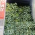 河南开封西瓜红大田扩繁苗品种齐全