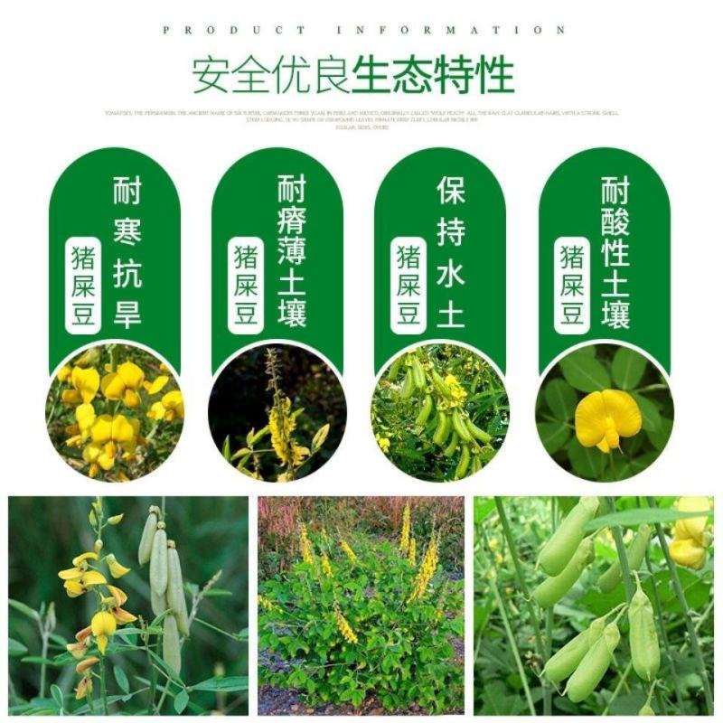 新采猪屎豆种子太阳麻种子椭圆叶猪屎豆三圆叶猪屎豆种子