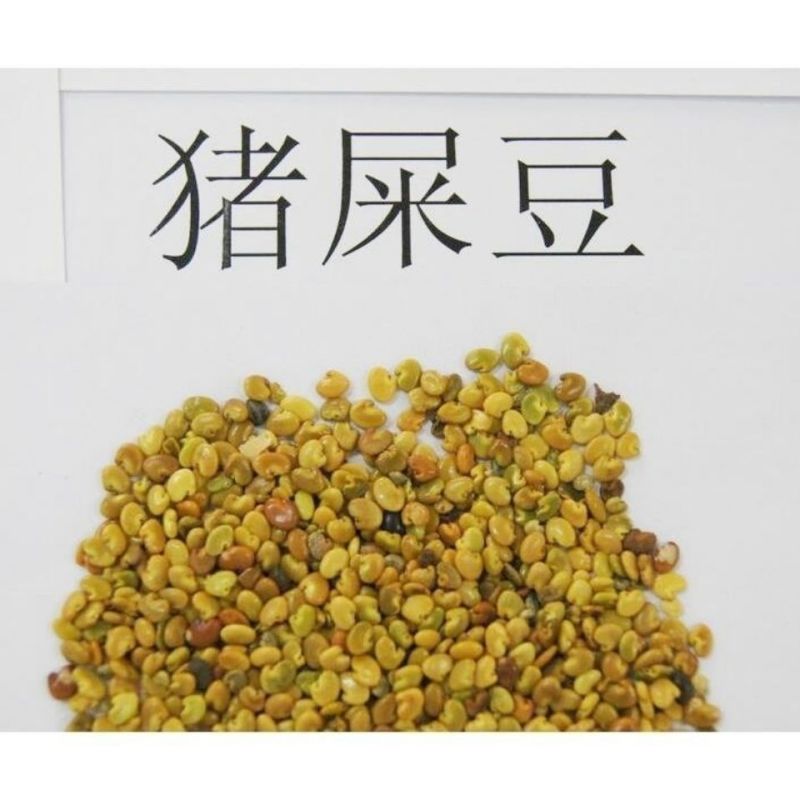 新采猪屎豆种子太阳麻种子椭圆叶猪屎豆三圆叶猪屎豆种子