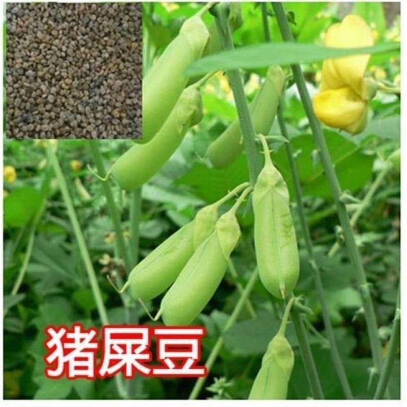 新采猪屎豆种子太阳麻种子椭圆叶猪屎豆三圆叶猪屎豆种子