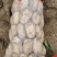 土豆，沃士5.，个头大，薯形好，皮色光，无虫眼。