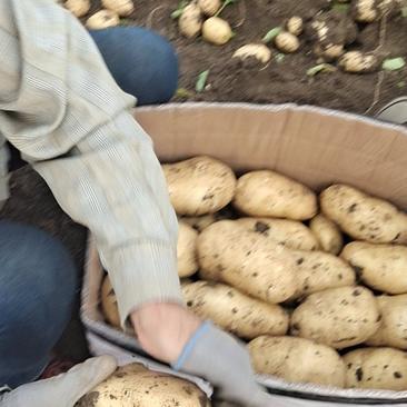 【实验1号】河北玉田土豆，产地直发，品质保证，可视频看货