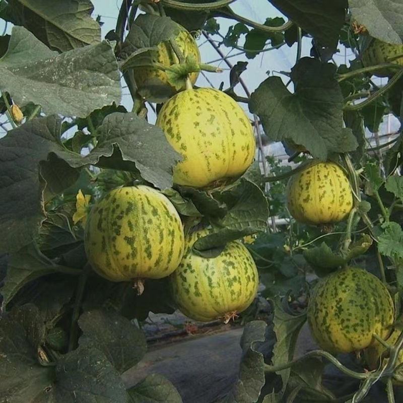 璇点八里香甜瓜种子丰产抗病高品质蔬菜种耐运输花皮香甜瓜种