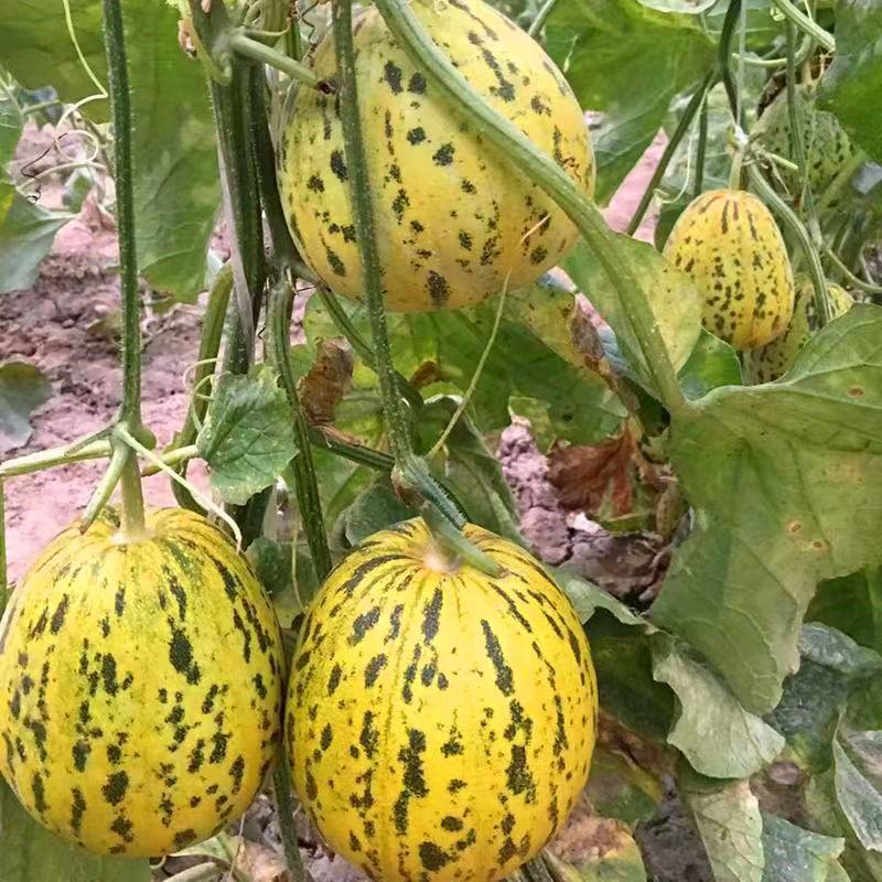 璇点八里香甜瓜种子丰产抗病高品质蔬菜种耐运输花皮香甜瓜种