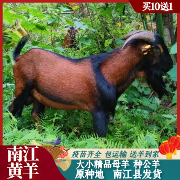 原产地南江黄羊，黑山羊活苗，纯放牧养殖，包运输送到家