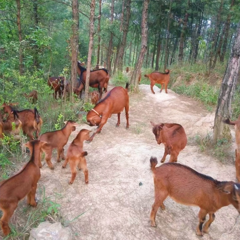 原产地南江黄羊，黑山羊活苗，纯放牧养殖，包运输送到家