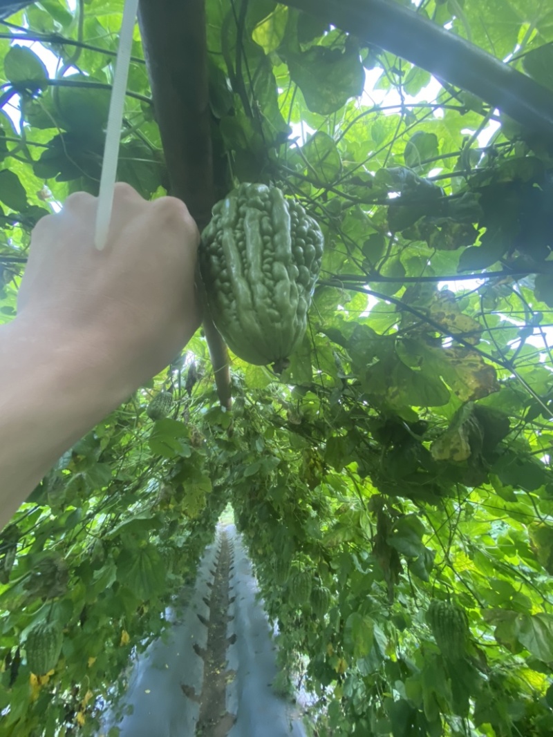 杜阮苦瓜大顶苦瓜大量供应，提供现场服务,全国走货