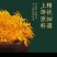 头茬新花产地直销清热解暑批发零售一件代发各种规格可选