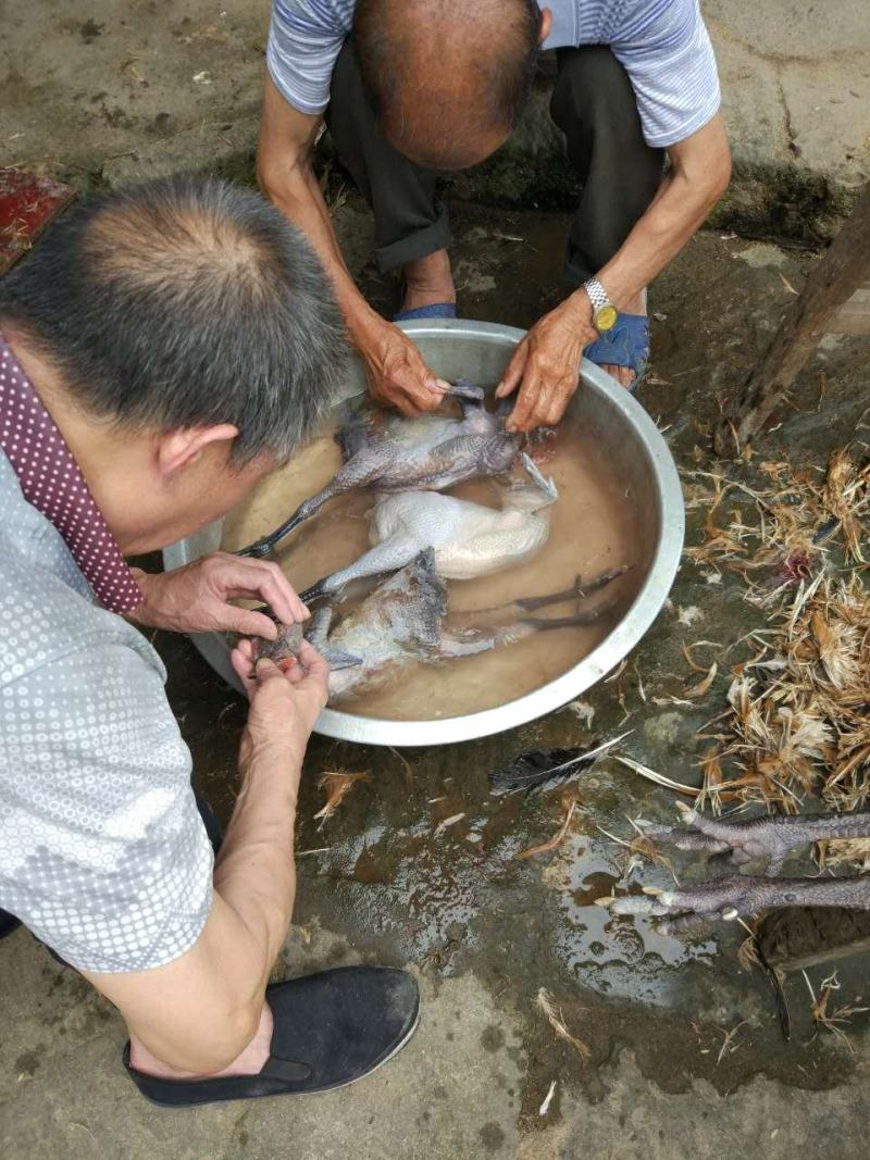 正宗农村土鸡