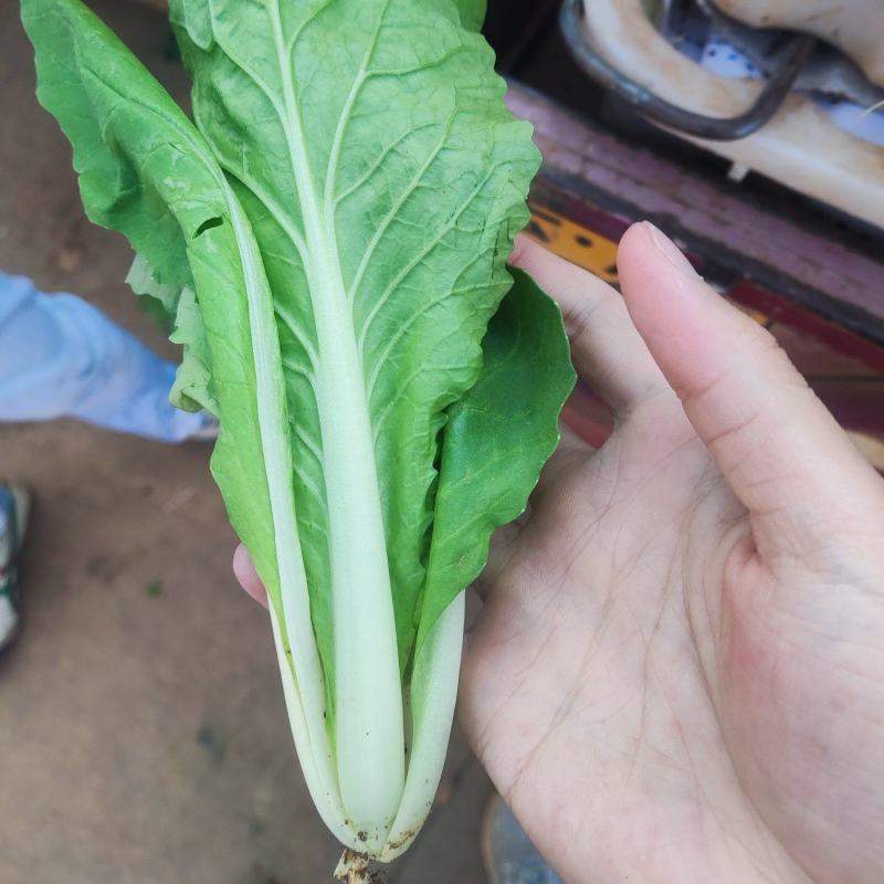 云南精品小白菜产地一手货源品质保证可视频看货