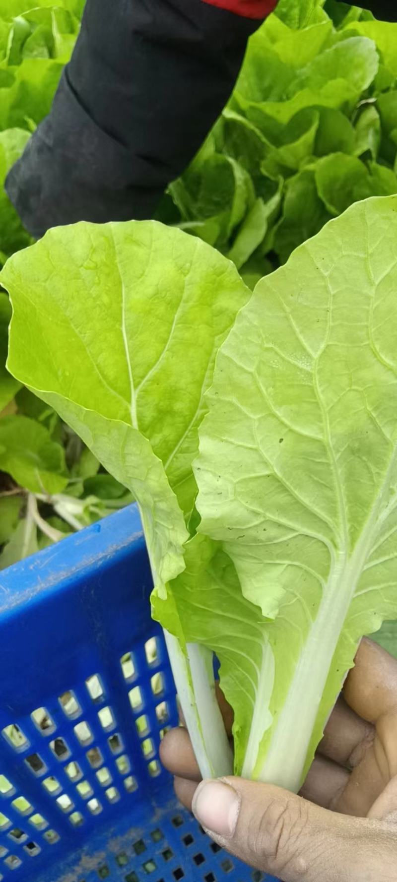 云南精品小白菜产地一手货源品质保证可视频看货