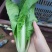 云南精品小白菜产地一手货源品质保证可视频看货