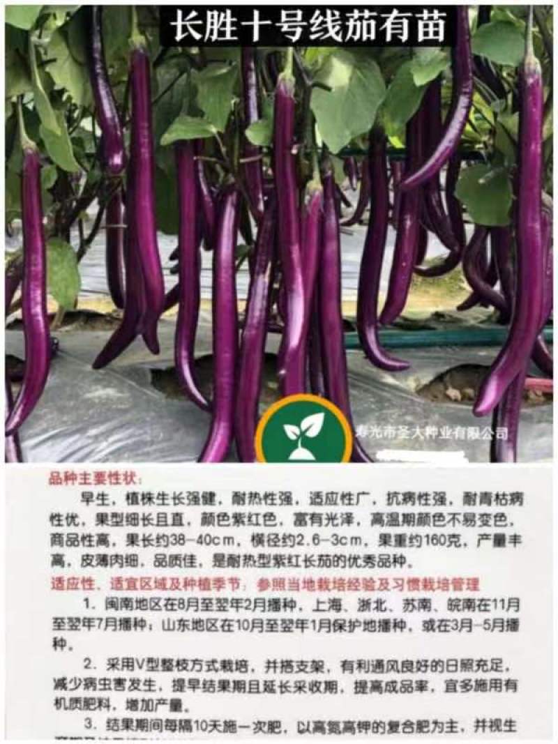 长胜十号线茄嫁接苗紫红色圆头早熟耐热果型细长且直抗青枯