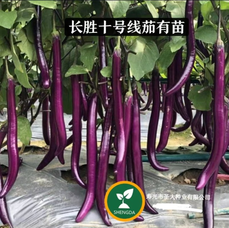 长胜十号线茄嫁接苗紫红色圆头早熟耐热果型细长且直抗青枯