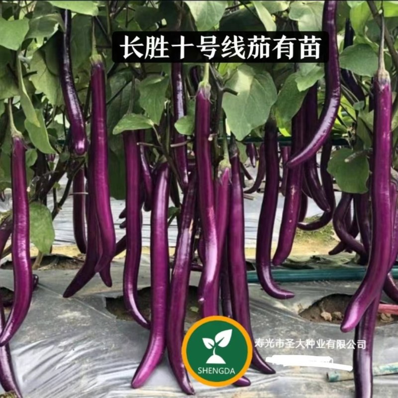长胜十号线茄嫁接苗紫红色圆头早熟耐热果型细长且直抗青枯