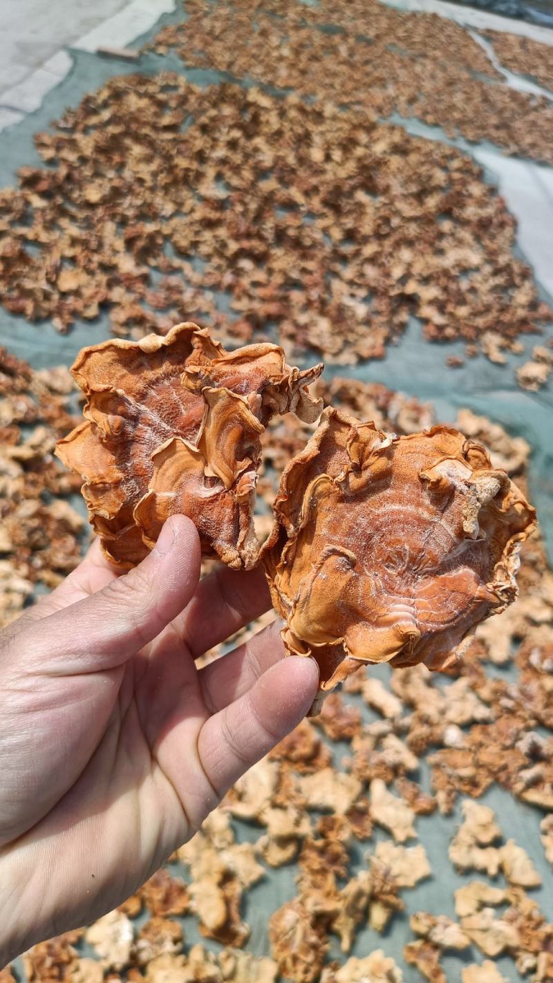 榆耳产地，榆耳基地一手货源批发零售，足干榆耳优质榆耳好榆