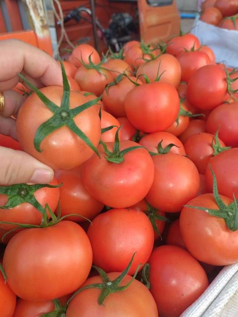 小果大红西红柿大量上市，货源充足，等候新老客户到来
