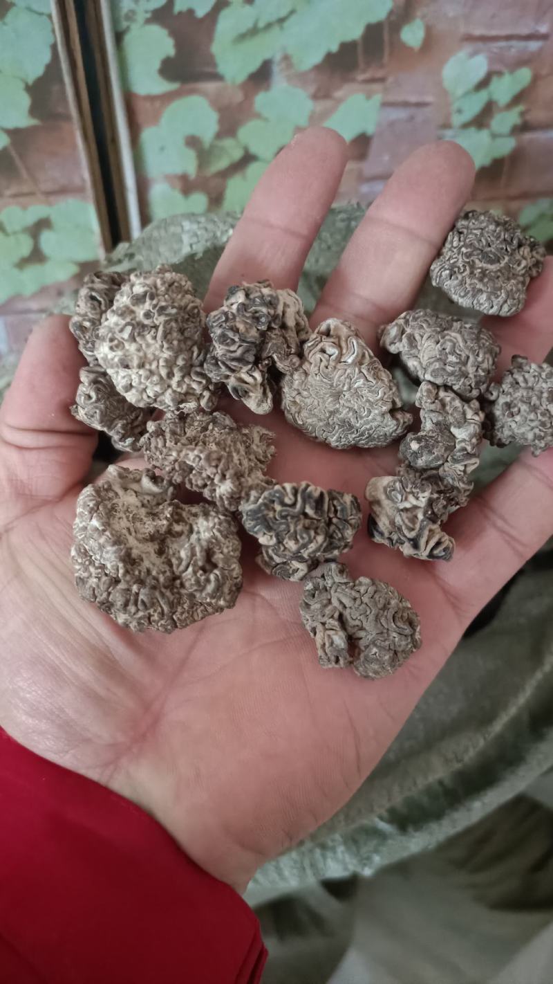 核桃菌，猴脑菌预制菜用，加工厂核桃菌双拼供应商核桃菌猴脑