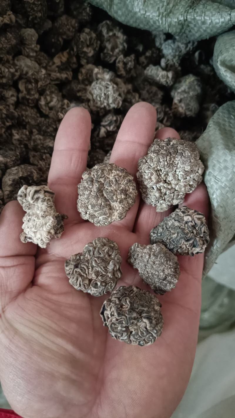 核桃菌，猴脑菌预制菜用，加工厂核桃菌双拼供应商核桃菌猴脑