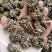 核桃菌，猴脑菌预制菜用，加工厂核桃菌双拼供应商核桃菌猴脑