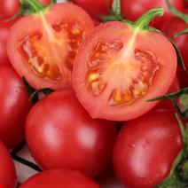 【樱桃小番茄】圣女果产地发货质量保证对接市场商超