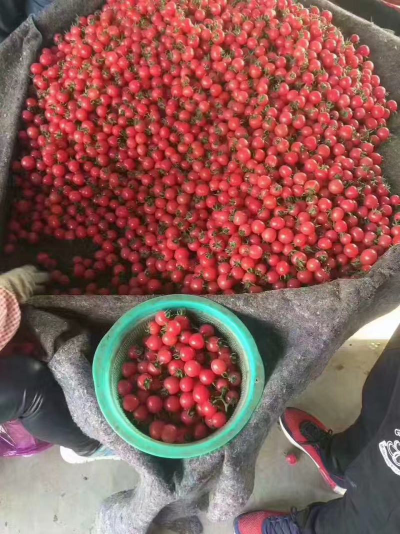 【樱桃小番茄】圣女果产地发货质量保证对接市场商超