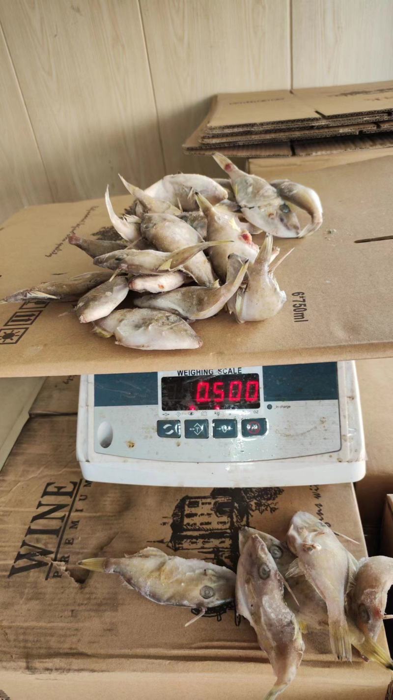 福建精品马面鱼剥皮鱼耗儿鱼小马面鱼规格20/25只每斤