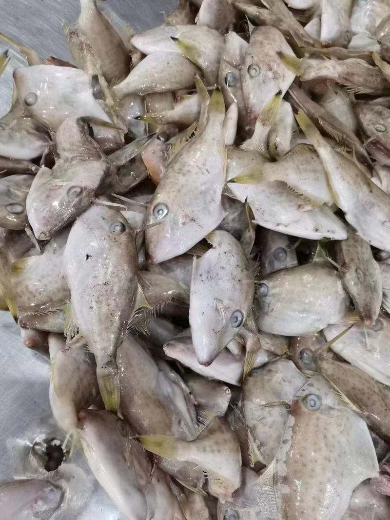 福建精品马面鱼剥皮鱼耗儿鱼小马面鱼规格20/25只每斤