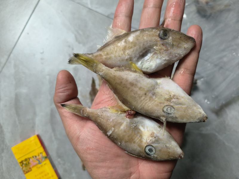 福建精品马面鱼剥皮鱼耗儿鱼小马面鱼规格20/25只每斤