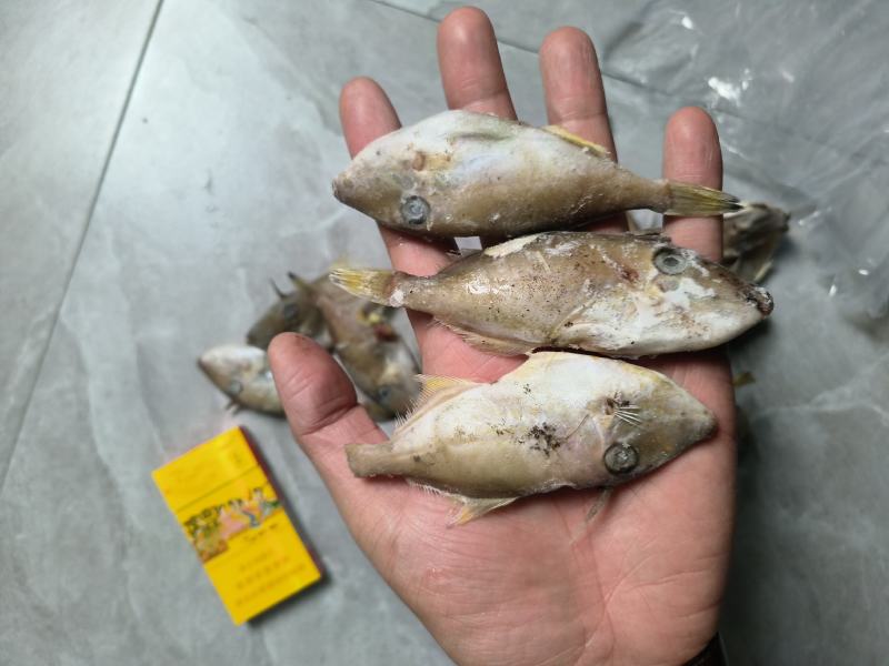 福建精品马面鱼剥皮鱼耗儿鱼小马面鱼规格20/25只每斤