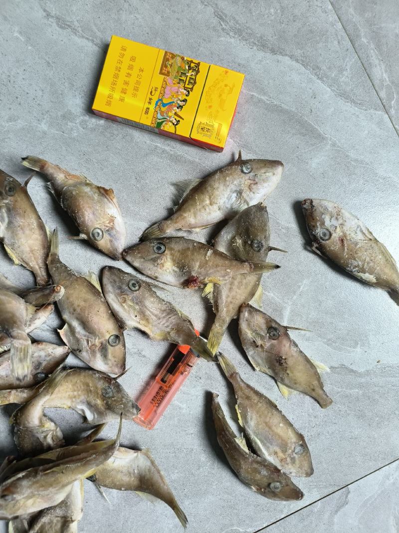 福建精品马面鱼剥皮鱼耗儿鱼小马面鱼规格20/25只每斤