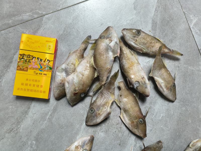 福建精品马面鱼剥皮鱼耗儿鱼小马面鱼规格20/25只每斤