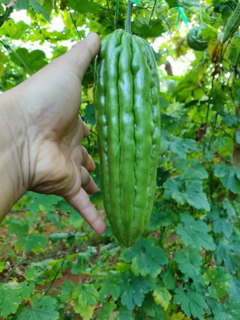 【精品】白油苦瓜新苗大量上市，产地一手货源，需要来电