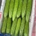 【精品】白油苦瓜新苗大量上市，产地一手货源，需要来电